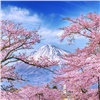Красноярцы стали чаще летать в Японию полюбоваться цветением сакуры
