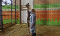 Жирафёнку чешут шею