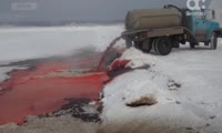 Свинокомплекс «Красноярский» сливает отходы в Большой Мурте нелегально