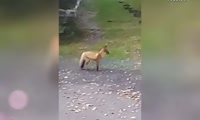 Красноярцы встретили дикую лису