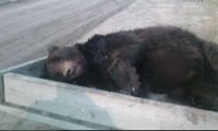 Дикие медведи атаковали поселок Бор в Туруханском районе