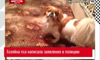 Спасительница потерявшегося пса требует суда - Новости - Прима