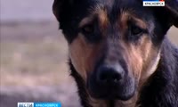 В Красноярске на пенсионерку набросилась стая бродячих собак