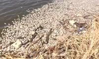 В трех озерах под Красноярском погибла рыба