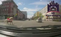 В центре Красноярска сбили пони