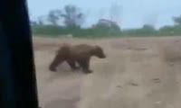 Медведи на свалке на Камчатке