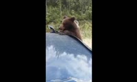 медведь на трассе