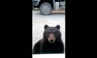 Водители прикармливают медвежонка на трассе