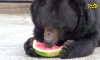 В «Роевом ручье» медведей накормили арбузами