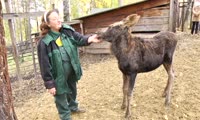 В Красноярском крае полицейские помогли приютить лосенка, оставшегося без матери