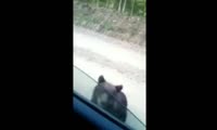 Медведь-попрошайка на дороге