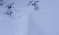 28 ноября в Приисковом нашли снегоходы туристов и их убежище на время метели