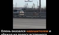 Олень на Николаевском мосту