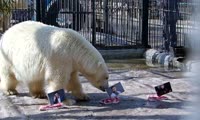 Красноярские медведи выбрали украинского президента