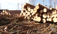 Незаконная вырубка леса в Емельяновском районе Красноярского края