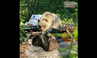 Медведь вышел на стоянку туристов под Норильском