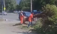 На улице Краснодарской для установки пешеходных ограждений рубят дерево