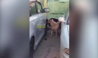Собаки ломают машину на Взлетке