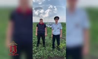 В Сухобузимском районе полицейские уничтожили 100 кустов наркотикосодержащих растений