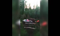 В Норильске медведь украл еду у туристов