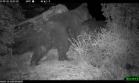 Медведи в Саяно-Шушенском заповеднике