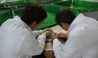 Чипирование мальков сибирского осетра