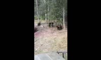 Медведи в Богучанском районе