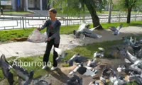 Нашествие голубей на Ботанической в Октябрьском районе Красноярска