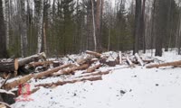 В Партизанском районе полиция нашла крупную вырубку деревьев 