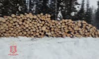 В Красноярском крае возбуждено уголовное дело в отношении организатора незаконной вырубки леса на 14 млн рублей