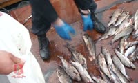 Полиция поймала браконьеров, которые выловили больше 1,5 тысяч рыб