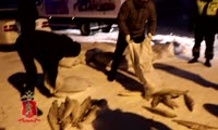 На севере Красноярского края полицейские задержали мужчину, который незаконно выловил около полутоны рыбы ценных пород