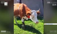 В Шушенском прошел суд над владельцем коровы-дебоширки