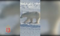 На Таймыре полицейский прогнал с территории поселка белого медведя