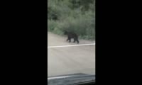 Медведь в Северо-Енисейском районе