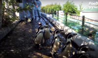 Пингвины Гумбольдта в Роевом ручье