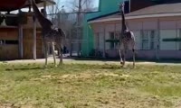 Жирафы в открытом вольере