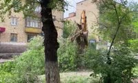 Снос деревьев на Красной Армии