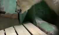 Медведь выходит в другую клетку