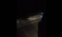 На трассе под Новокузнецком водитель гнал лосенка ради спасения