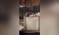 Грызуны бегают у мусорных баков на улице Корнеева