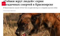 Сюжет телеканала Прима про нападение собак на Владимира Мусиенко