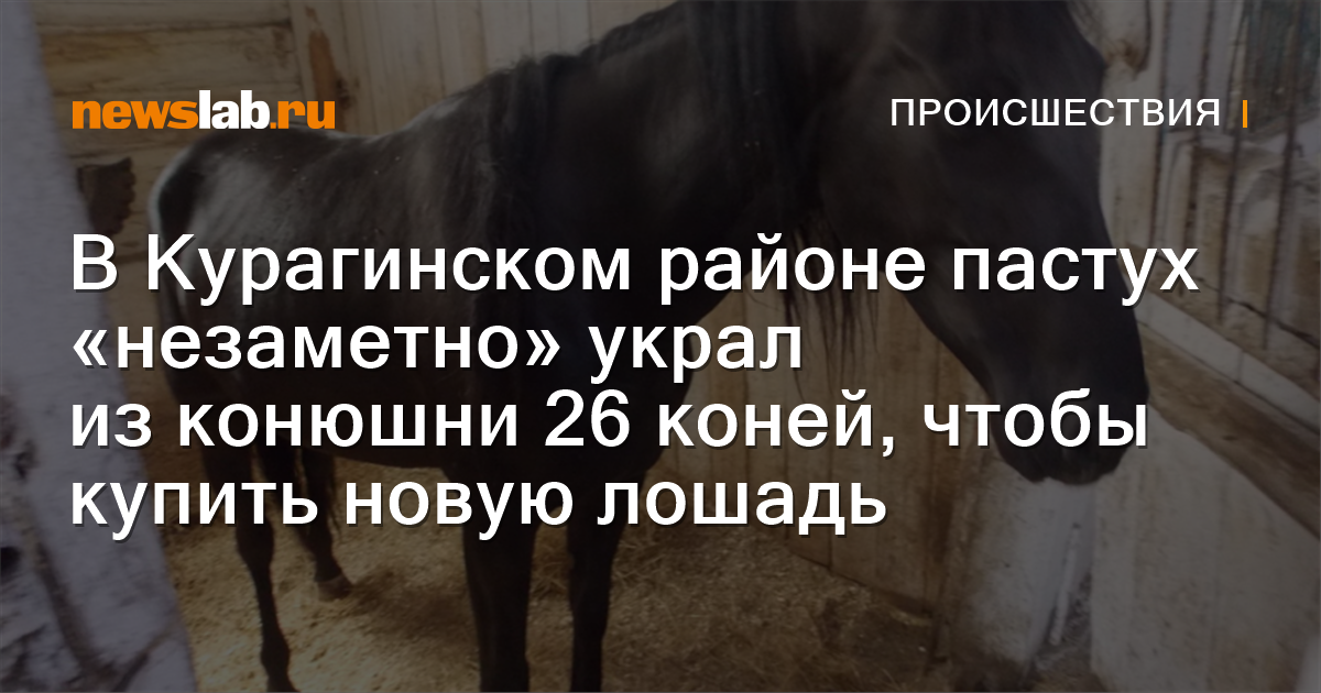 В Курагинском районе пастух «незаметно» украл из конюшни 26 коней ...