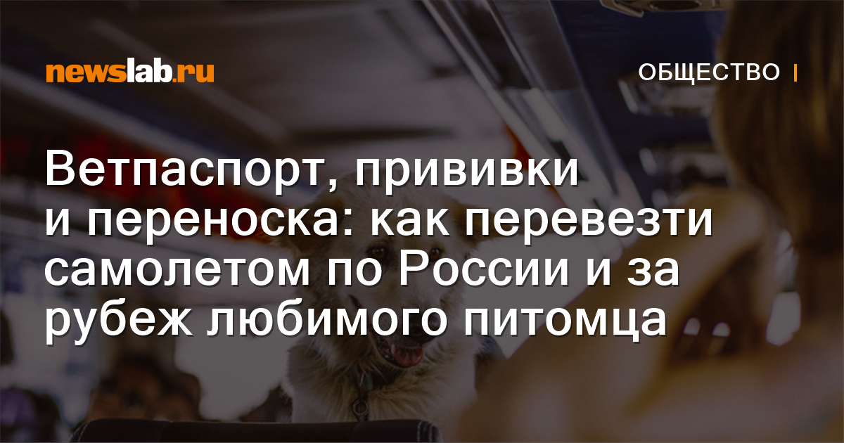 Ветпаспорт, прививки и переноска: как перевезти самолетом по России и ...