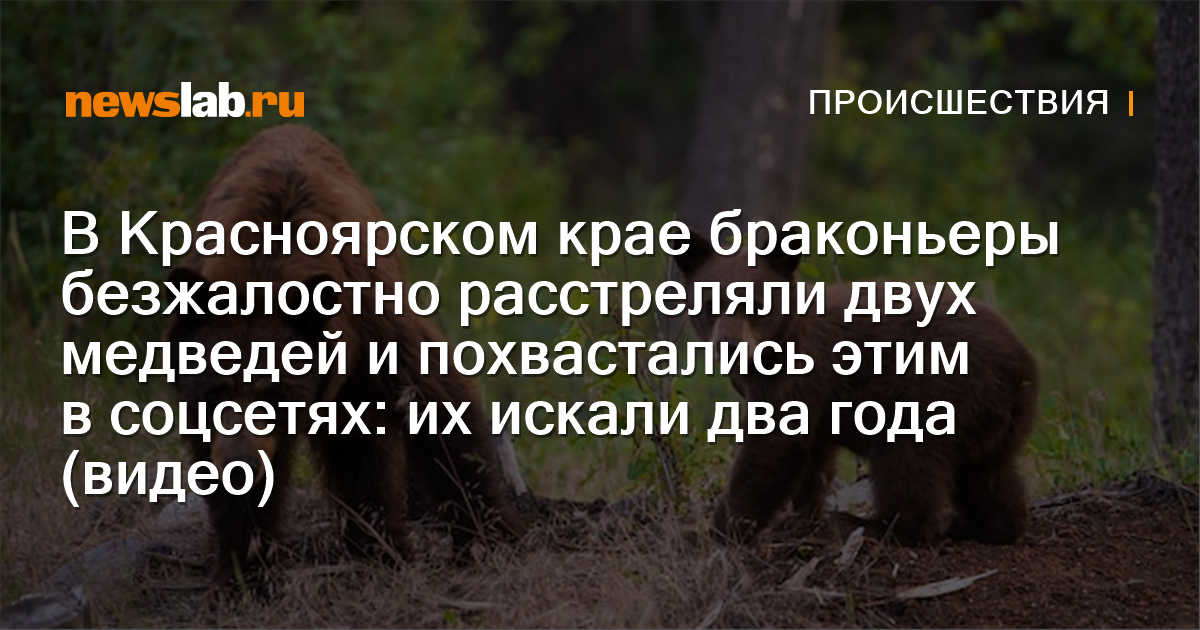 В Красноярском крае браконьеры безжалостно расстреляли двух медведей и ...