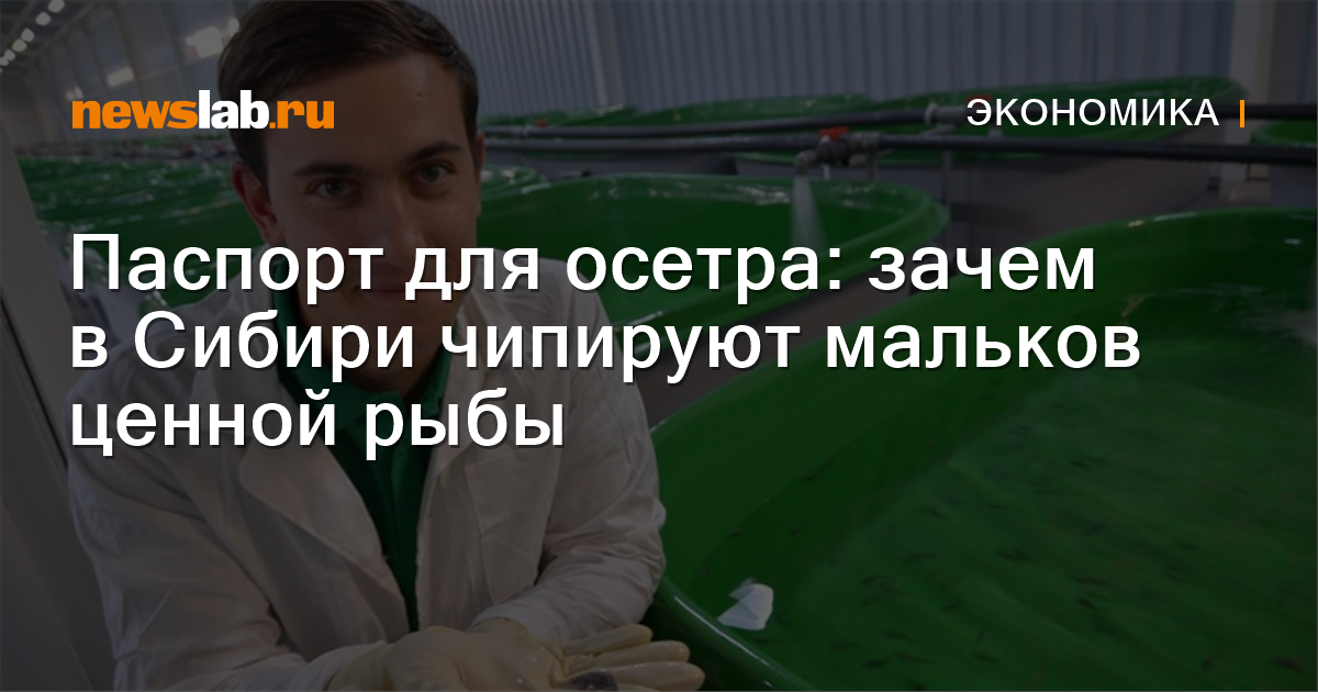 Паспорт для осетра: зачем в Сибири чипируют мальков ценной рыбы ...