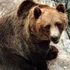 Красноярский край опять ждет нашествие голодных медведей