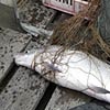 В морском порту Дудинки обнаружена партия незаконно добытой рыбы