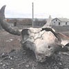 Паводок в Красноярском крае угрожает размыть скотомогильники