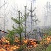 Начался сезон лесных пожаров в Красноярском крае 
